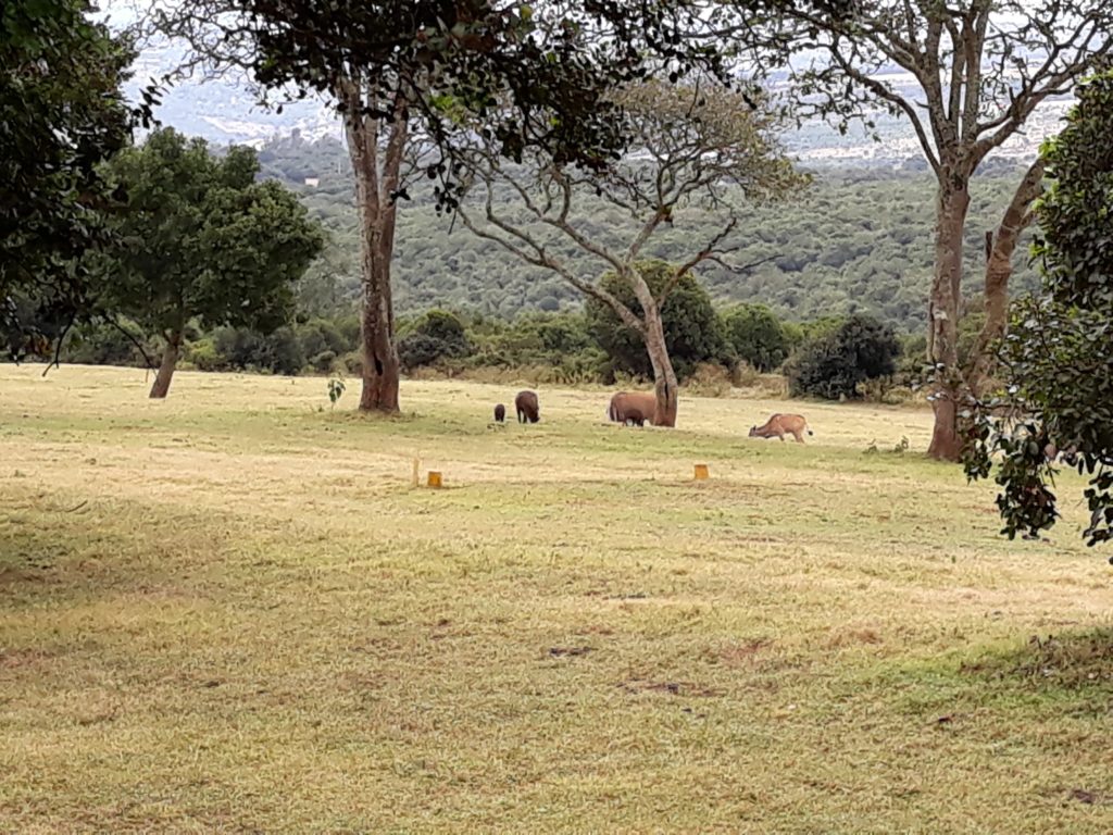 patrice-trudeau-africa-animal-field