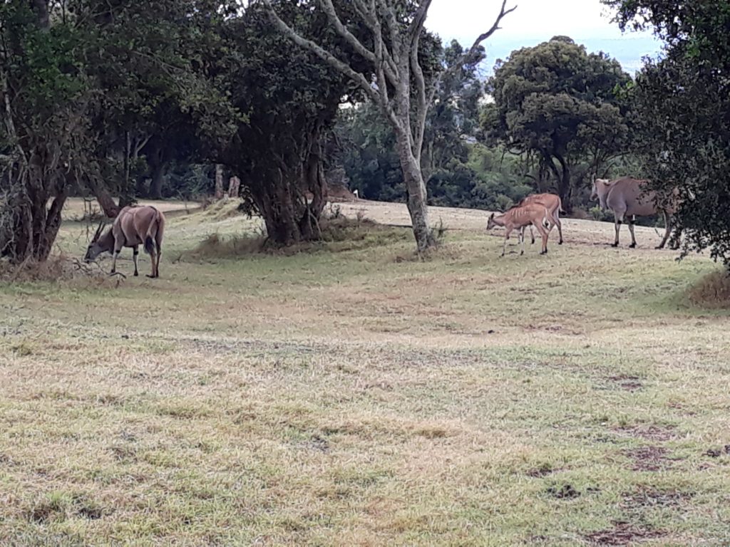 patrice-trudeau-africa-antelope