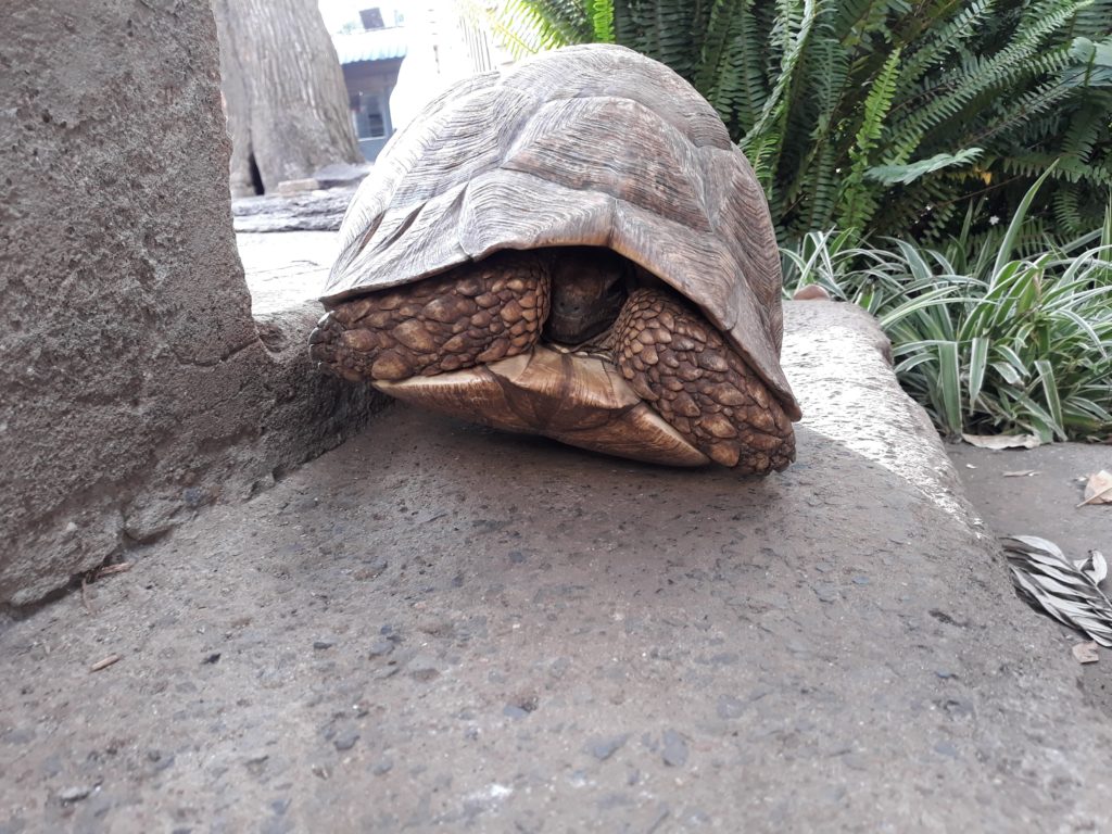 patrice-trudeau-africa-turtle-2