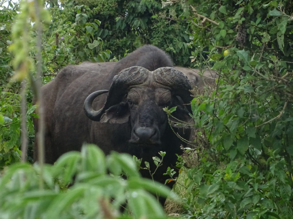patrice-trudeau-buffalo