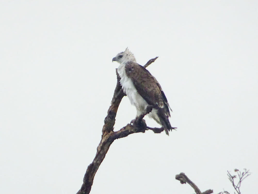 patrice-trudeau-eagle