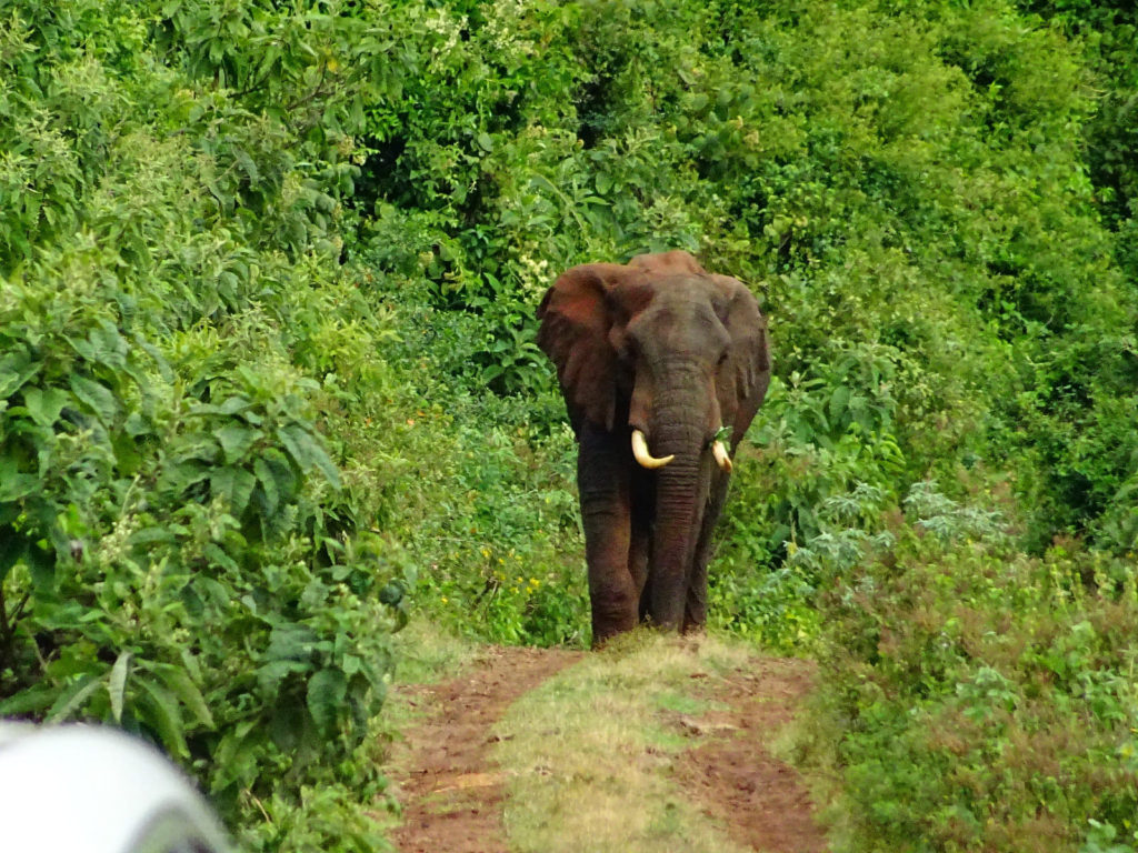 patrice-trudeau-elephant-1